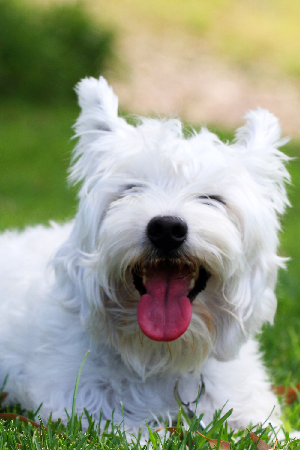 The Top 5 Benefits of Probiotics for Dogs and an Easy to Follow Recipe